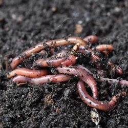 How Red Wiggler Worms Boost Your Garden's Health