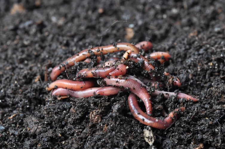 How Red Wiggler Worms Boost Your Garden's Health