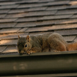 How to Safely Handle Squirrel Abduction and Remove Them from Your Property